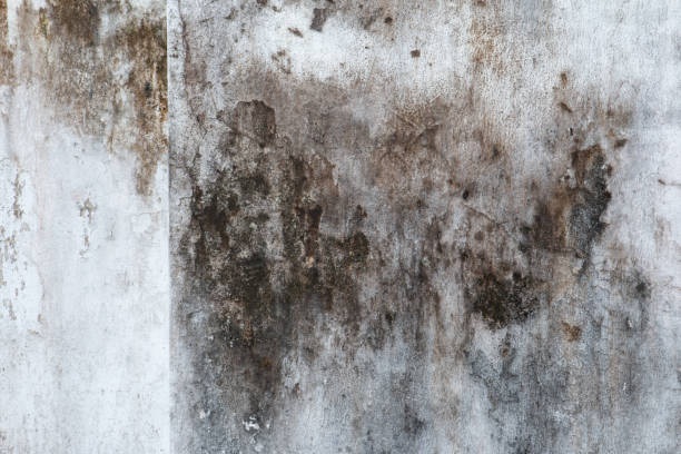 Best Mold Odor Removal Services  in Parkwood, CA