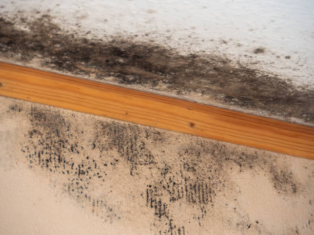 Best Asbestos and Lead Testing During Mold Inspection  in Parkwood, CA